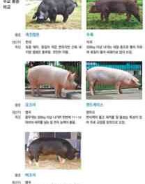 새끼 돼지를위한 강력한 성장 자극제
