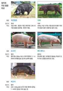 새끼 돼지를위한 강력한 성장 자극제