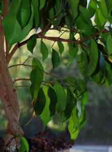 무화과 나무 가지 치기 방법 및 낙엽 왕관 형성 방법