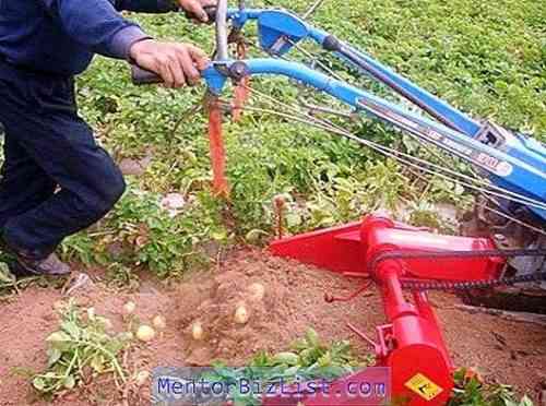 경운기로 감자를 재배하기위한 규칙