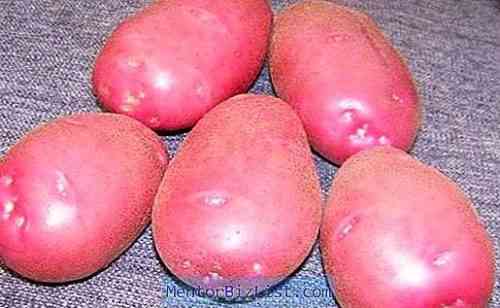 Lyubava 감자의 특성