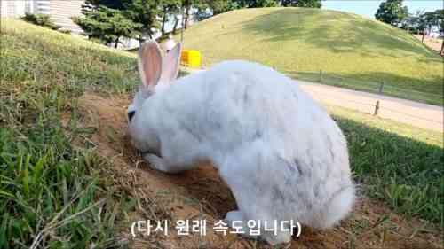 세계에서 가장 크고 작은 토끼