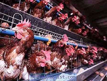 닭은 하루에 몇 개의 알을 운반합니까?