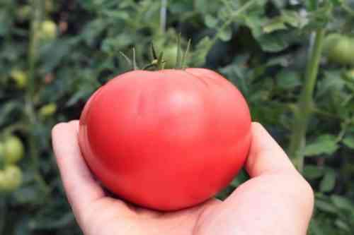 토마토 품종의 특징 핑크 기적