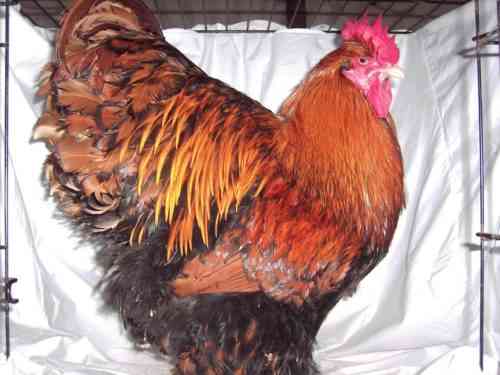 영국 닭 Orpington
