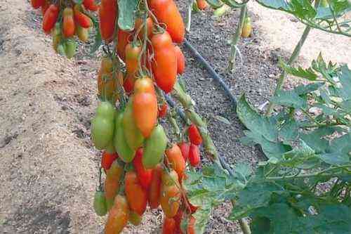 나이아가라 토마토의 특징