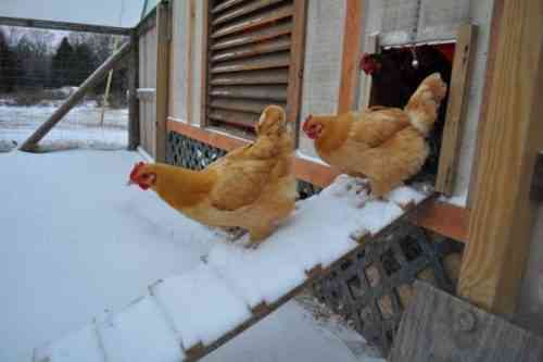 계란 부설을 위해 겨울에 닭고기를 먹이는 법