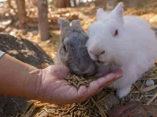 작은 토끼에게 먹이를주는 방법과 방법