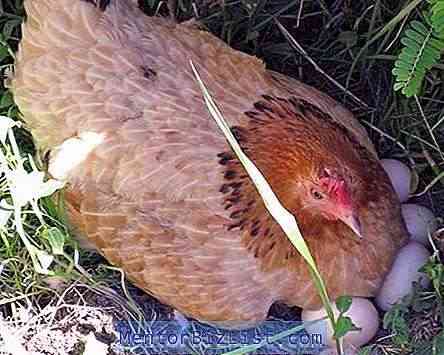 닭고기는 계란을 몇 일 동안 배양합니까?
