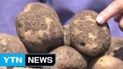 중앙 러시아의 수확 된 감자 품종