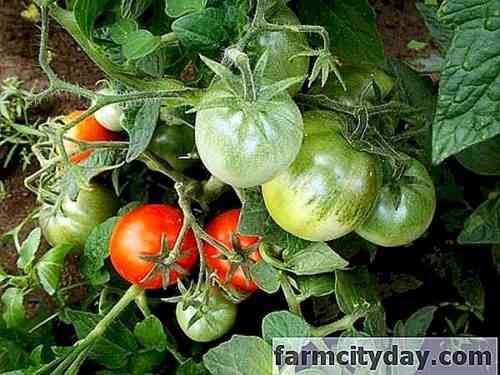 토마토 묘목의 질병 및 해충 및 치료