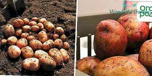 초기 감자 품종에 대한 설명