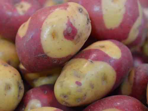 일반적인 빨간 감자 품종