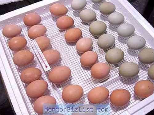 인큐베이터에 닭고기 달걀을 낳는 방법