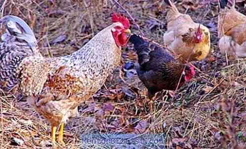 닭의 깃털 원인 및 치료 방법