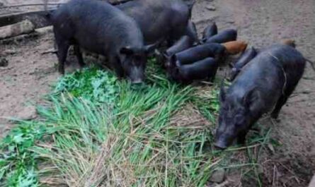 돼지 농장을 직접 만드는 법