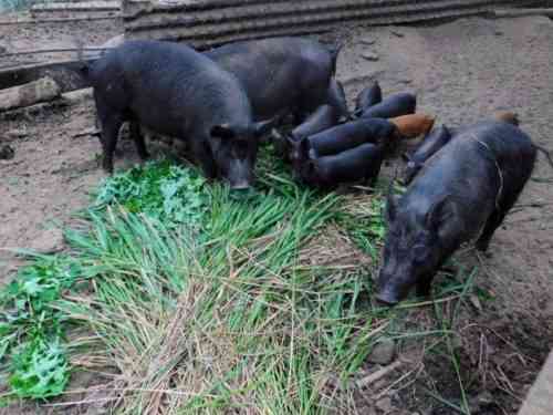 돼지 농장을 직접 만드는 법