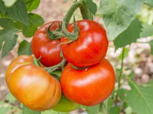 토마토 품종의 특성 Babushkino Lukoshko