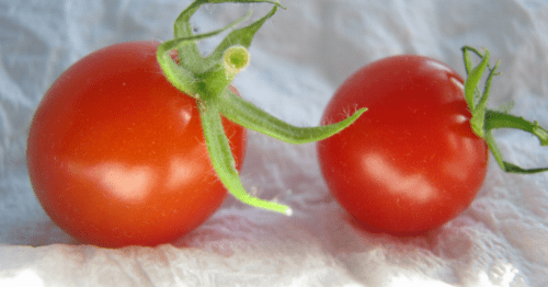토마토를 신선하게 유지하는 방법