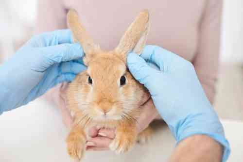 토끼의 옴 치료 방법