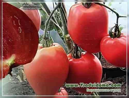 시베리아에서 가장 인기있는 토마토