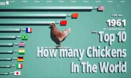 닭 하나에 보통 몇 마리의 닭이 필요합니까?