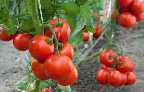 재배 과정에서 토마토에 물을주는 방법