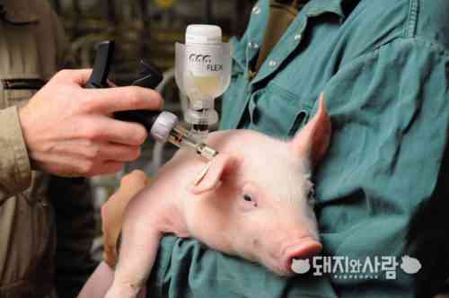 생후 첫 날부터 새끼 돼지에게 필요한 예방 접종