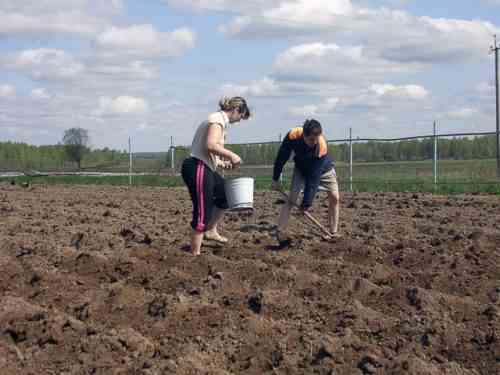 Galina Kizima의 방법으로 감자를 심는 방법