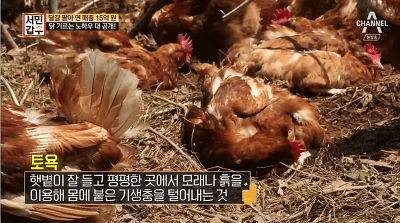 닭장에서 닭의 기생충을 제거하는 방법