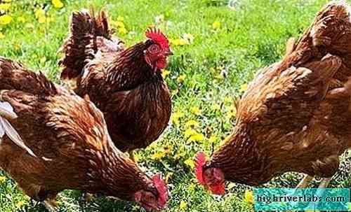 Rhodonite 닭의 특성