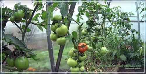 온실에서 토마토의 숙성을 가속화하는 방법