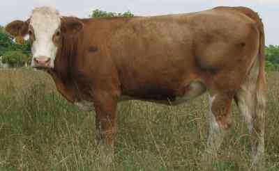 Montbeliard 품종의 젖소의 특징
