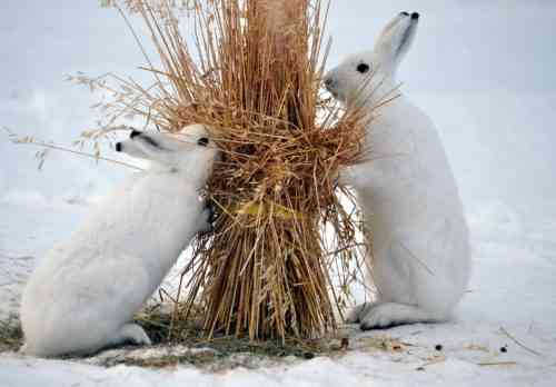 토끼가 나무로 된 새장을 if 아 먹는 경우해야 할 일