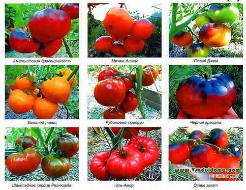 Korolevich 품종 토마토의 특성
