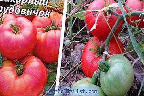 황산구리가있는 토마토 가공 규칙