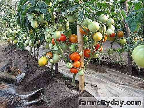 토마토를 뿌리 덮개하는 방법과 방법