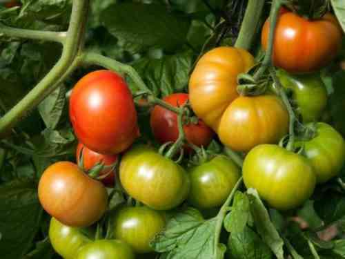 토마토 품종 수수께끼의 특성