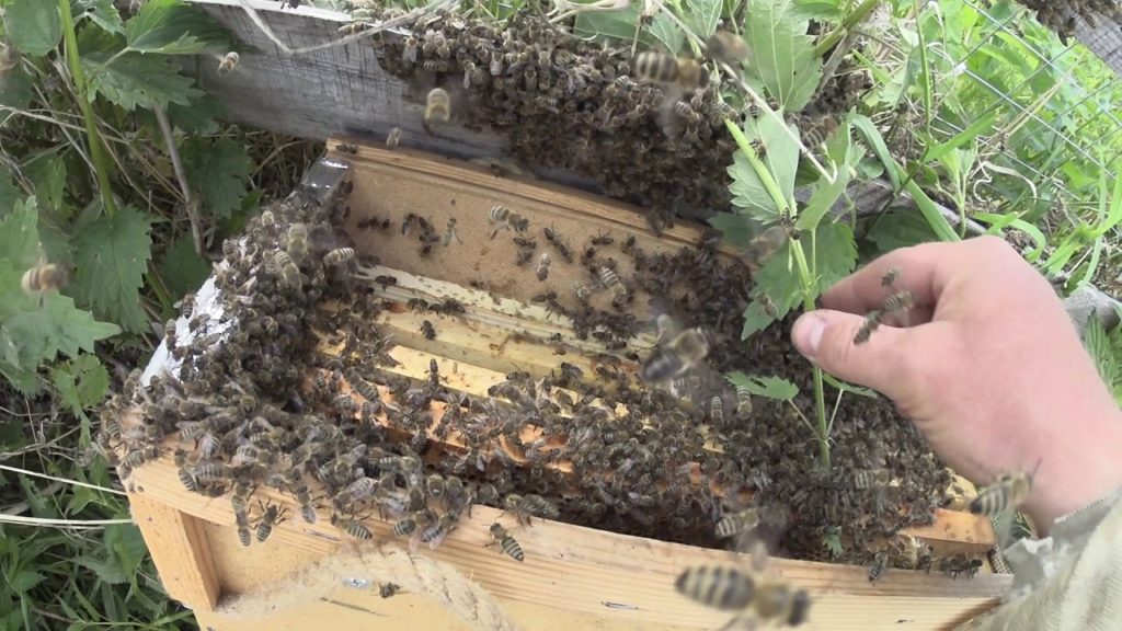 꿀벌 떼 : 잡는 방법과 유혹하는 방법