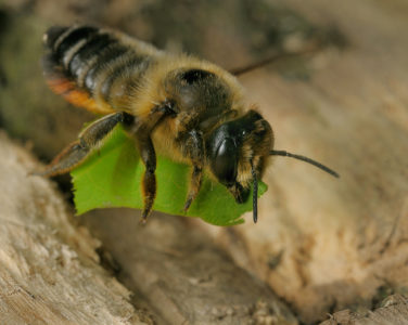 꿀벌-잎 절단기 : 누구입니까, 품종의 특징, 이점 및 해로움