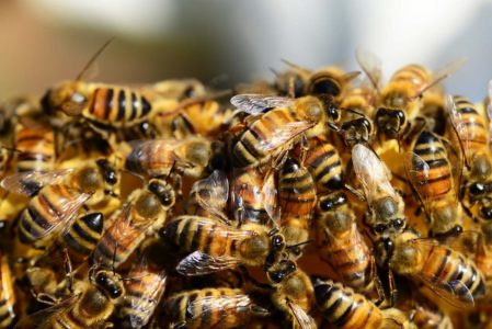 떼 지어내는 꿀벌 : 주요 원인과 피하는 방법