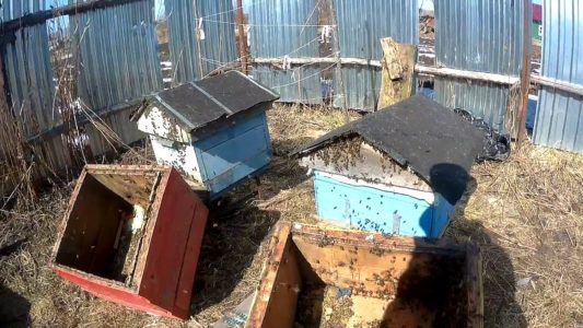 봄에 꿀벌을 깨끗한 벌집에 이식하는 방법?