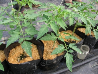 식물 재배를위한 기질로서의 톱밥-수경법