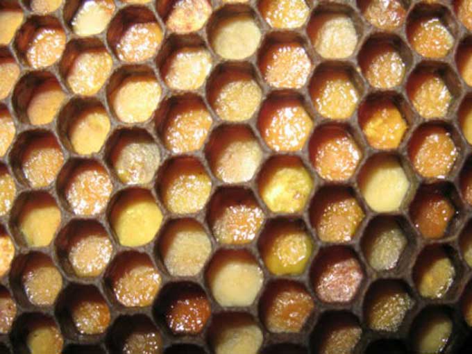 꿀벌 빵