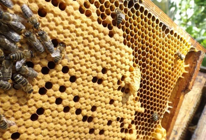 꿀벌이 벌집에서 날아 가지 않는 이유는 무엇입니까?