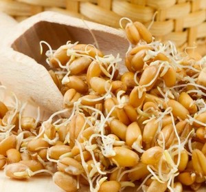 발아 밀-발아 밀의 유용하고 위험한 특성, 칼로리, 이점 및 해로움, 유용한 특성