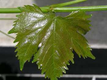포도 잎-포도 잎의 유용하고 위험한 특성, 칼로리, 이점 및 해로움, 유용한 특성