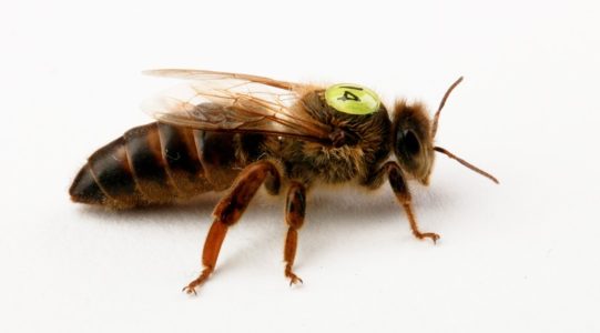 Buckfast 꿀벌 품종에 대한 설명, 왜 양봉가들 사이에서 수요가 있습니까?