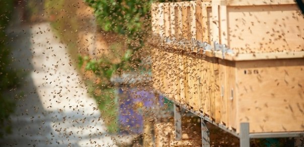 꿀벌 가족 구매 가격