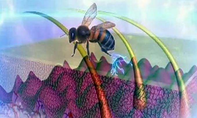 꿀벌 치료의 비밀과 꿀벌 집에서의 수면
